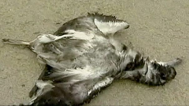 New Zealand fights oil spill