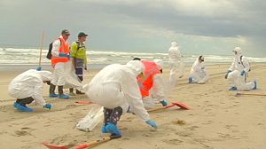Volunteers rush to join New Zealand oil clean-up