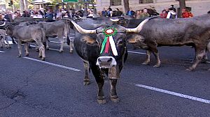 Sheep fill the streets of Madrid in age-old custom