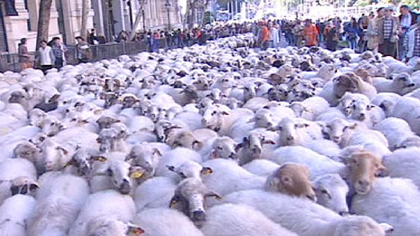 5,000 sheep fill Madrid’s streets