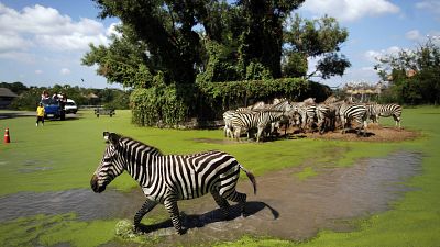 Safari World struck by floods Safari World struck by floods