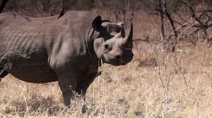 Le rhinocéros, espèce en danger