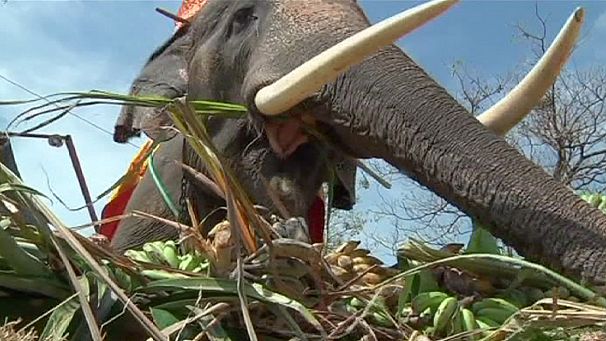 Ayutthaya Elephant Palace reopens in Thailand