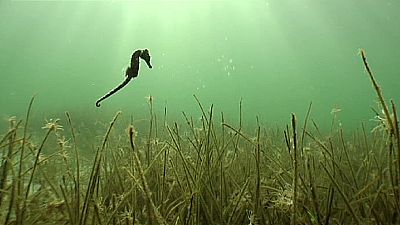 Threatened seahorses get breeding boost Threatened seahorses get breeding boost