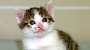 Rétromachine : Carbon Copy, le chaton cloné