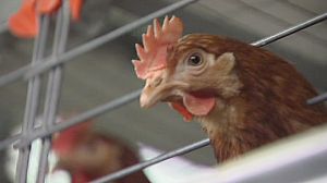 L’Europe améliore, un peu, le sort des poules
