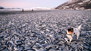 Mystery over Norwegian dead herrings