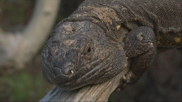 Giant lizard breeding programme halts species’ decline
