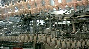 Contaminated chickens in Germany raise health debate