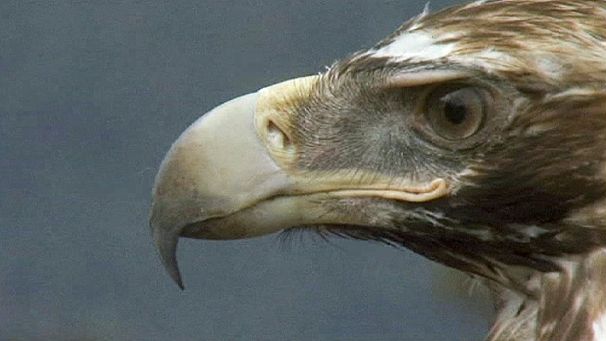 Logging puts Tasmanian eagles at risk