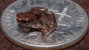 World’s smallest frog discovered