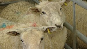 Le virus Schmallenberg détecté en France