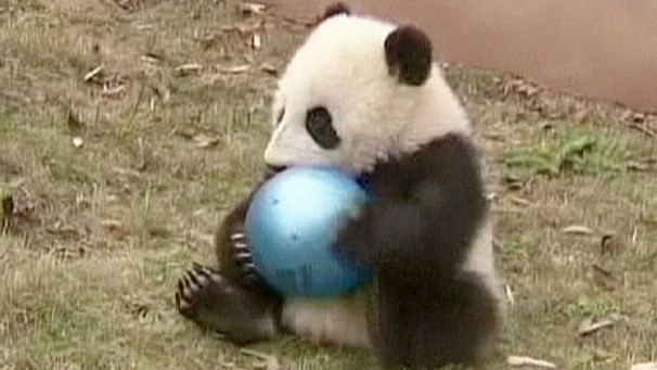 Baby pandas in China