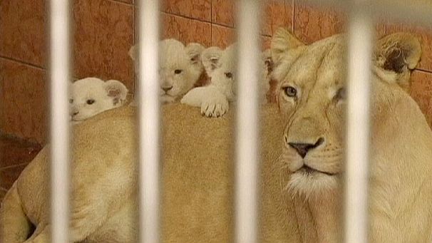 Gli animali dello zoo di Belgrado lottano contro l’ondata di freddo