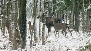 Los animales salvajes también son víctimas de la ola de frío que azota Europa