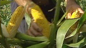 La France demande l’interdiction du Monsanto 810