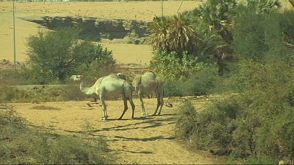 Campaigners bid to save Mediterranean wetlands