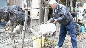 Fukushima farmer braves nuclear risks to feed stray animals