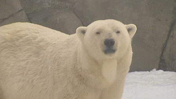 Polar bear cubs are Moscow Zoo’s new attraction