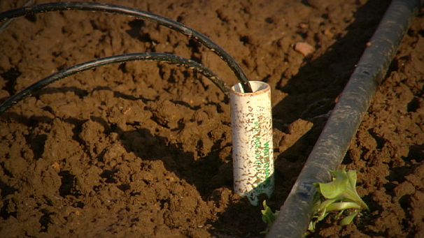 Smart irrigation bears fruit