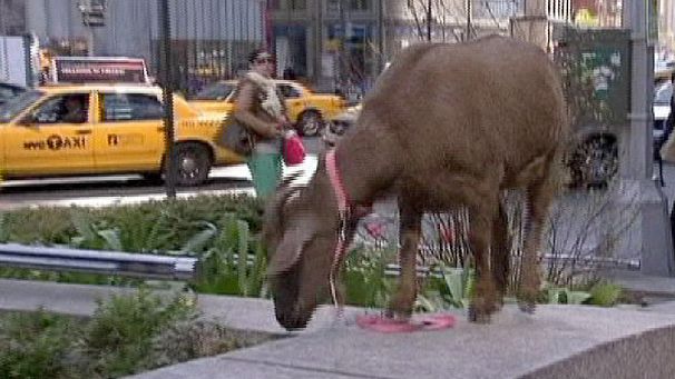 A goat in New York City