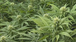 Getting high to lower Spanish debt