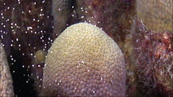 Fight to make OK coral