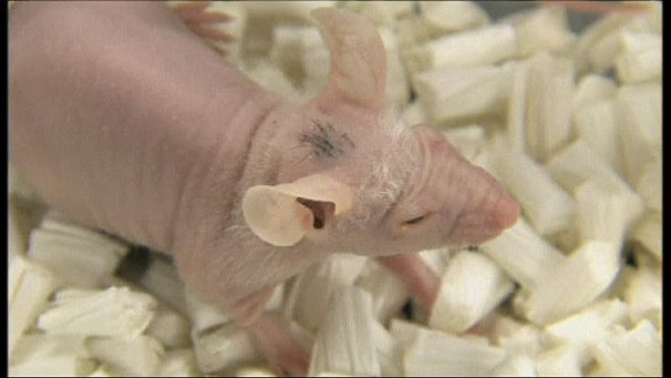 Japanese scientists have baldness in cross-hairs