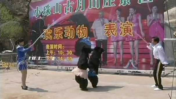 China black bears train