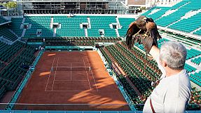 French Open : Hawks vs pigeons