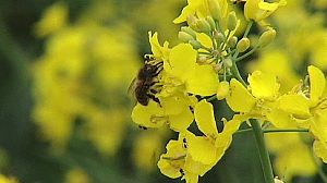 Cruiser wait: France plans pesticide ban