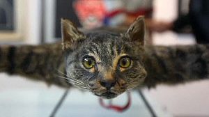 Orvillecopter: o gato voador