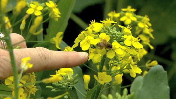 Brussels abuzz over bee decline