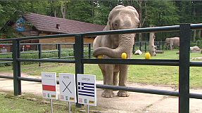 Polonia, l’elefante dei pronostici di euro 2012 – nocomment