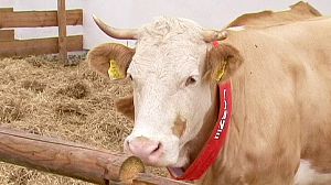 Yvonne the Cow – in the footsteps of Paul the Octopus?