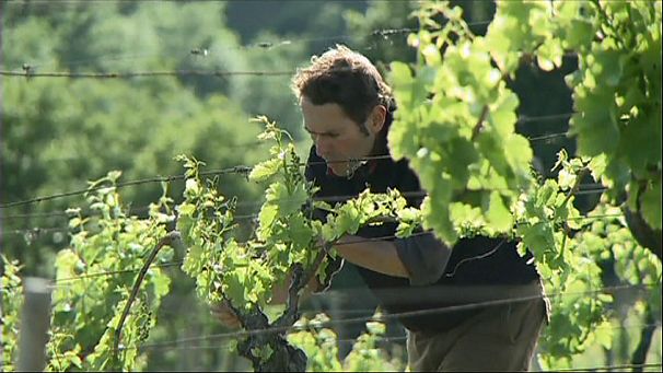 Tuscany raises glass to biodynamic wine-growing