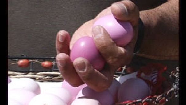 Hen lays purple eggs