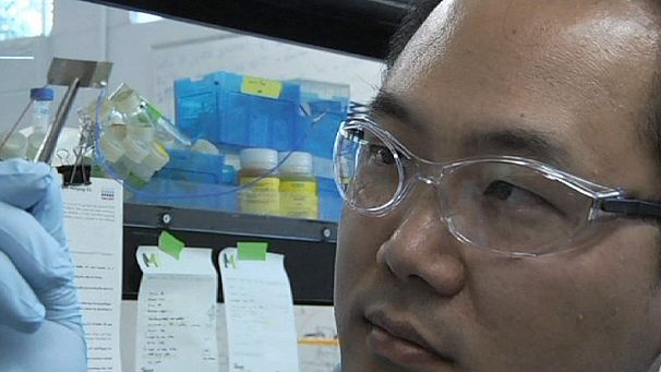 Friendly virus used to generate electricity