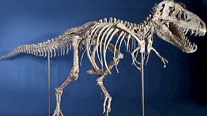 Dinosaur skeleton wanted by Mongolia seized in US