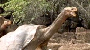 Lonesome George dies on Galapagos Islands