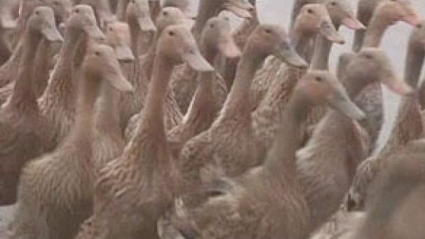 Duck walk in China