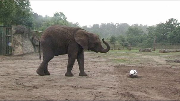 Nelly the elephant says bye-bye Italy