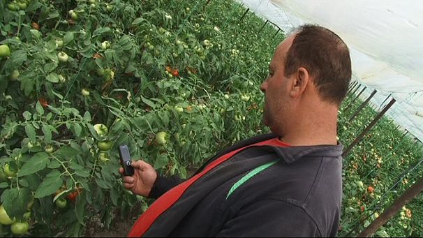 Pronto? Cellulare? Rispondono i pomodori