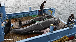 Outrage as South Korea resumes whaling