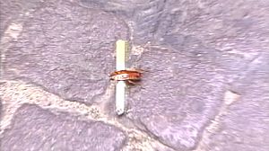 Naples battles with cockroaches