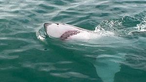 Australia: ni rastro de “Brutus”, el enorme tiburón blanco que devoró a un surfista