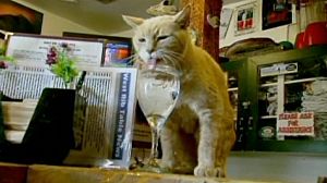 In Alaska un gatto diventa sindaco. E il turismo vola.