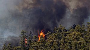 National park threatened as fires rage in Canaries