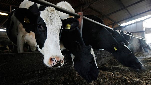 EU refuses to help farmers hit by low milk prices