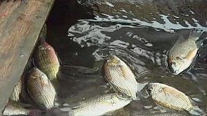 ‘Nothing done’ over Nigeria oil pollution, say locals